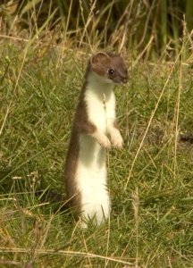Short-tailed weasel (Mustela erminea), aka ermine or stoat, standing upright on rear legs.